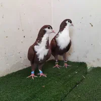 کرباتی سرخ رسمی