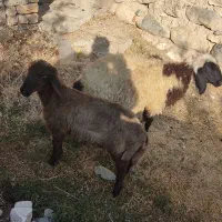 2عدد بره یکی نره یکی ماده سالم خوش خوراک.|حیوانات مزرعه|سیلوانه, |دیوار