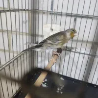 سهره قناری زیبا ۲ساله