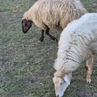 فروش گوسفند|حیوانات مزرعه|اهر, |دیوار