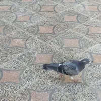 کبوتر|پرنده|ایذه, |دیوار