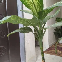گل دیفن|گل و گیاه طبیعی|شیراز, گویم|دیوار