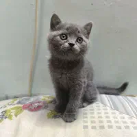 گربه اسکاتیش