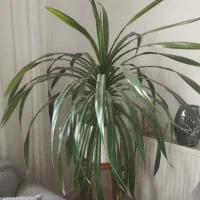 گل پاندانوس