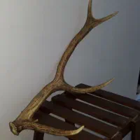 شاخ گوزن
