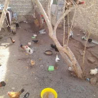 مرغ خروس مینیاتوری