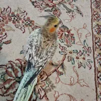 عروس هلندی مرواریدی|پرنده|اصفهان, پوریای ولی|دیوار