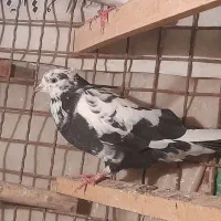 فروش ۷ یا ۸ تا کفتر|پرنده|هشتگرد, شهرک ولیعصر (مصلی)|دیوار