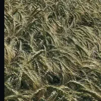 بذر گندم آبی آمریکایی