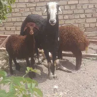 قوچ قره غزل