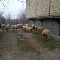 گوسفند|حیوانات مزرعه|مشگین شهر, |دیوار