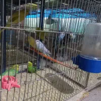 مرغ عشق نرو ماده