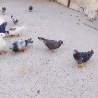 4000000|پرنده|شاندیز, |دیوار