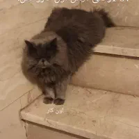 گربه پرشین گم شده|گربه|مشهد, حیدرآباد|دیوار