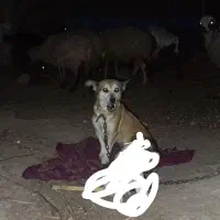 توله سگ پا کوتاه 300|سگ|سبزوار, رباط|دیوار