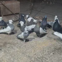 13 عدد پرنده|پرنده|نرماشیر, |دیوار