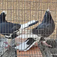 کبوتر|پرنده|ایلام, |دیوار