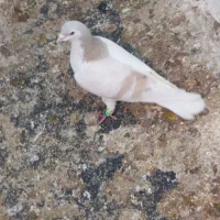 چپ عتیقه|پرنده|اسفراین, |دیوار