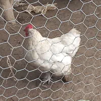 تخم نطفه دار پاپر ریشو کاکلی|حیوانات مزرعه|رشت, پسیخان|دیوار