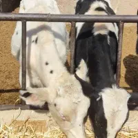 گوساله نر باخرز|حیوانات مزرعه|تربت جام, جامی|دیوار