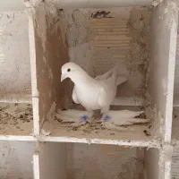 کفتر لوتی نر|پرنده|اهر, |دیوار