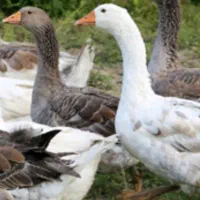 غاز محلی به فروش می‌رسد