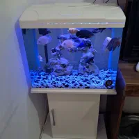 اکواریم با میز خودش|ماهی|اقبالیه, |دیوار