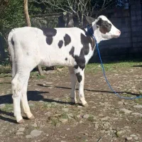 گوساله ماده سیمینتال آمپولی شیرخوار لیشه گاو