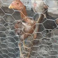 مرغ لاری|حیوانات مزرعه|اسلامشهر, شهرک امام حسین (میان آباد)|دیوار