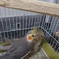 عروس هلندی|پرنده|قدس, شهرقدس|دیوار