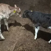 گوساله ماده ۲ عدد