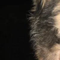 سگ پیدا شده