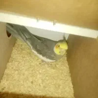 عروس هلندی نر ماده