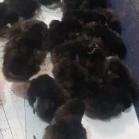 تبدیل تخم پرنده به جوجه
