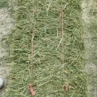 یونجه و کاه پرس شده و خردشده(عمده - خرده)