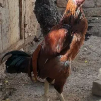 خروس لاری قرمز