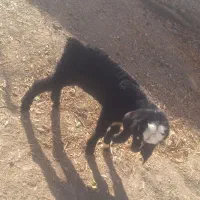 بزغاله شیری