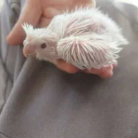 یک جفت البینو مولد|پرنده|رزن, |دیوار