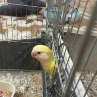 طوطی برزیلی|پرنده|دزفول, |دیوار