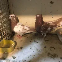 انگلیسی اصل