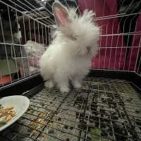 خرگوش موبلند آپارتمانی