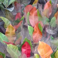 فیلودندرون پرتغالی کیفیت درجه یک