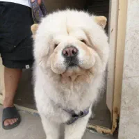 سگ چاوچاو نژاد اصیل