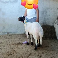 سلام 1عدد گوسفند توقلی قوچ درجه یک