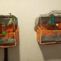 مرغ عشق با پنچ تا تخم و یک دونه جوجه