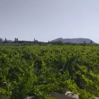 باغ انگور|فروش زمین و ملک کلنگی|نوشین شهر, |دیوار