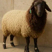 قصاب و قصابی تخصصی بره .کره .گوساله .شتر