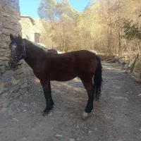 اسب کورد|اسب و تجهیزات اسب‌سواری|سرشیو, |دیوار