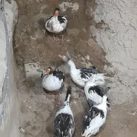 غاز محلی تخم گذار بالغ|حیوانات مزرعه|صباشهر, |دیوار