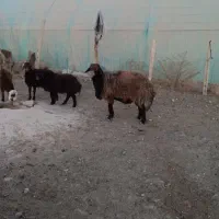 قوچ افشار|حیوانات مزرعه|تربت جام, جلگه موسی آباد|دیوار